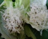 簡単に美味しい肉味噌そぼろ♫♬作り方5写真