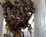 わかめゆかり梅おにぎり作り方4写真