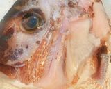 鯛めし作り方6写真