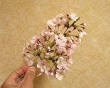 桜プレッソ作り方1写真