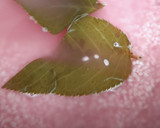 桜香る桜ごはん❀桜葉の塩漬けで炊きました作り方1写真