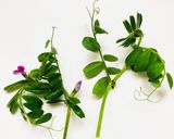 カラスノエンドウの胡麻和え作り方1写真