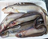 カリットロ～リ！ゲンゲ（幻魚）唐揚げ作り方1写真