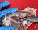 鶏もも肉の捌き方作り方3写真