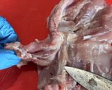 鶏もも肉を平らに捌く方法作り方25写真