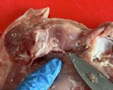鶏もも肉を平らに捌く方法作り方23写真