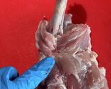 鶏もも肉を平らに捌く方法作り方16写真