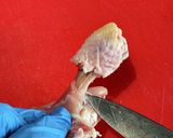 鶏もも肉を平らに捌く方法作り方13写真