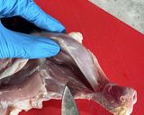 鶏もも肉を平らに捌く方法作り方10写真