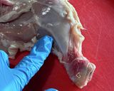鶏もも肉を平らに捌く方法作り方9写真