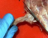 鶏もも肉を平らに捌く方法作り方31写真
