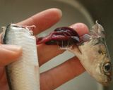 イワシの下ごしらえ　手開き♪　作り方4写真