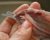 イワシの下ごしらえ　手開き♪　作り方6写真