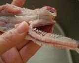 イワシの下ごしらえ　手開き♪　作り方7写真