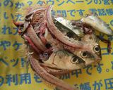 イワシの下ごしらえ　手開き♪　作り方9写真