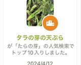 タラの芽の天ぷら作り方9写真