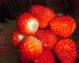 苺ミルク寒天作り方5写真