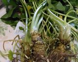 ワサビ(葉・茎・根)の 本格わさび漬け作り方1写真