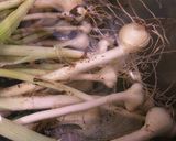 野蒜-のびる-野草-キムチ作り方1写真