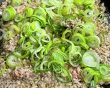 うちの麻婆豆腐。普通に旨◎作り方5写真