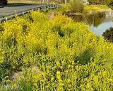 菜の花の蕾のとこ摘んできてカラシ和え作り方1写真