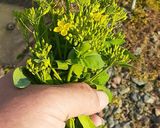 菜の花の蕾のとこ摘んできてカラシ和え作り方3写真