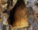 筍、丸焼き!作り方6写真