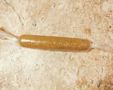 発酵バターのほうじ茶クッキー作り方4写真