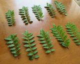 【 鶏ねぎにんにく山椒混ぜそば 〗作り方1写真
