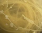 ラム肉のラグーソースパスタ作り方12写真