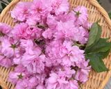 桜コンフィチュール(ジャム)、塩漬け作り方1写真