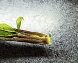 【覚書】春の味覚！こしあぶらの下ごしらえ作り方3写真