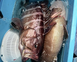 釣ってきたマハタの胃袋と肝の和物作り方1写真