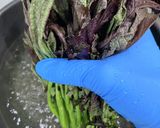 【春の味覚】からし菜の和えもの作り方2写真