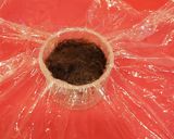 桜と小豆あんの米粉蒸しケーキ作り方4写真