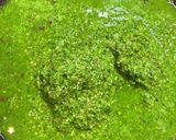 ケールのパスタ作り方9写真