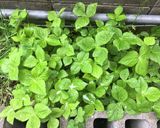 簡単!! 三つ葉(野草)のサラダ作り方1写真