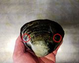 ホッキ貝の開け方作り方1写真