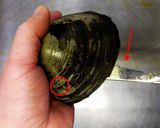 ホッキ貝の開け方作り方4写真