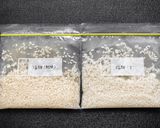 60℃「乾燥米麹と生米麹」仕上り比較実験作り方35写真