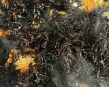 戻しいらず！ヒジキの煮物！作り方3写真