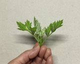 ★HBでヨモギ餅2合 ヨモギのゆで方作り方1写真