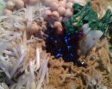 アジアン風ドライカレー焼そば作り方14写真