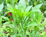 ハルジオンの白和え 春菊の味♪作り方1写真