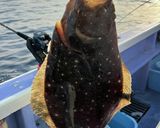 釣って来たヒラメマハタの真空パック熟成作り方1写真