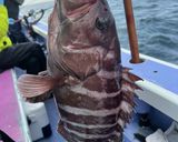 釣って来たヒラメマハタの真空パック熟成作り方2写真