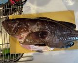釣って来たヒラメマハタの真空パック熟成作り方3写真