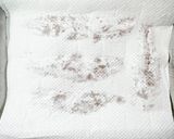43℃ 鯵のマリネ：口の中で解ける旨味作り方12写真