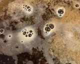 しじみ汁作り方6写真