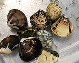 あさりとわかめのシンプルな味噌汁作り方1写真